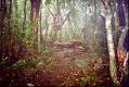 A forest glade on Kapiti Island. (63 Kb jpeg)