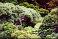 A Wood Pigeon (Kereru) on a branch in the distance. (81 Kb jpeg)