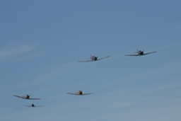 Harvards returning to land. (126Kb jpeg)